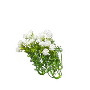 Baby's Breath Flowers